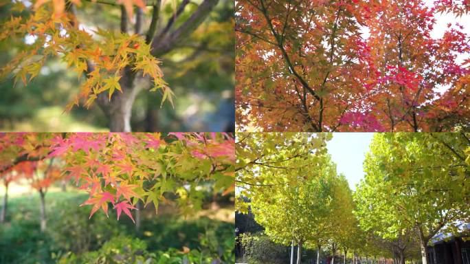 深秋香山红叶枫叶阳光银杏树叶