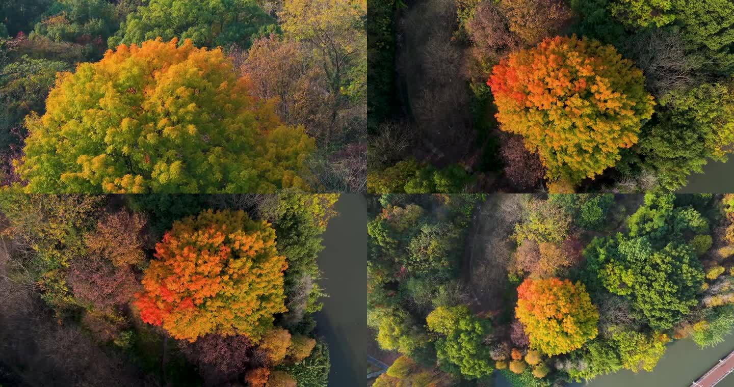 秋天湿地里树林一棵黄色树叶的树