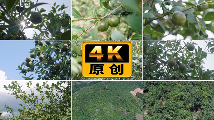 茶油果油茶果茶油油茶花山茶油树茶油种植