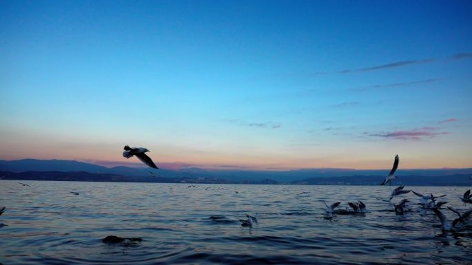 日出日落时洱海海面海鸥飞翔片段2