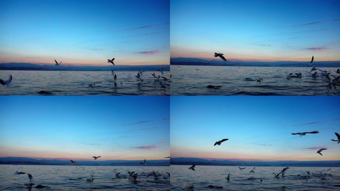 日出日落时洱海海面海鸥飞翔片段2