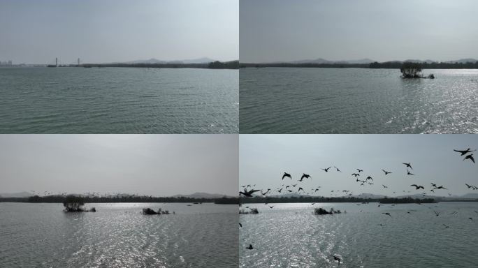 航拍襄阳汉江湿地公园野鸭候鸟群自然风光