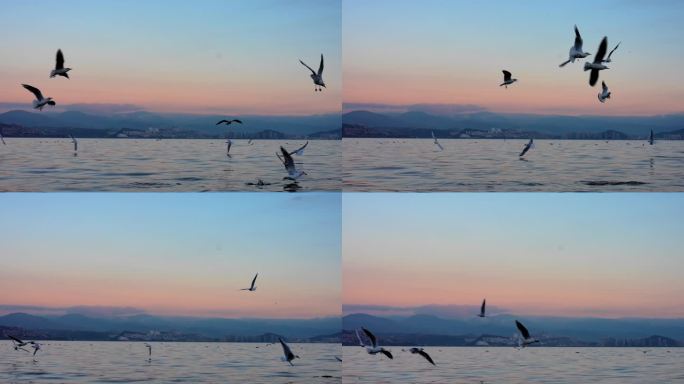 日出日落时洱海海面海鸥飞翔片段8