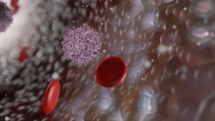 白细胞或B细胞与红细胞在血管内移动