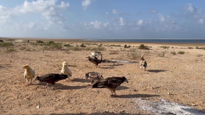 埃及秃鹫，白秃鹫在海滩上争夺食物，索科特拉，也门