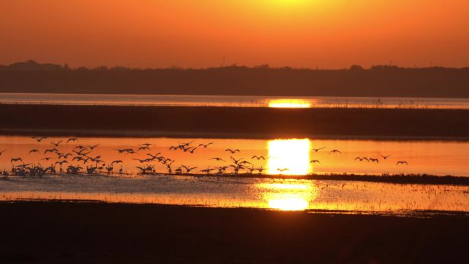 鄱阳湖日出与候鸟