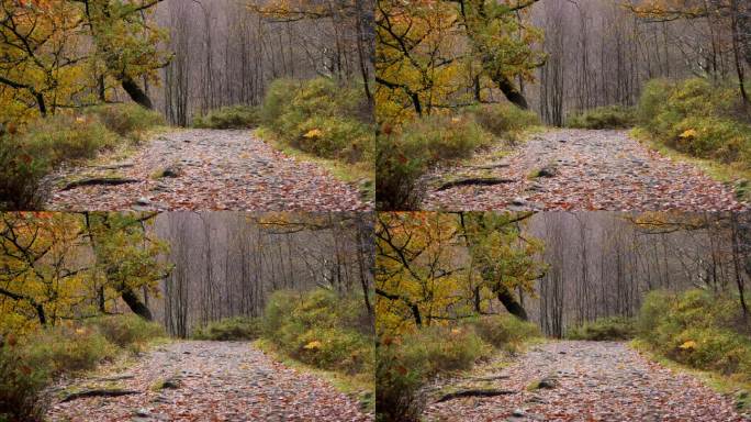 这是一片宁静的秋冬林地，河岸缓缓流淌着一条小溪，金色的橡树和落下的青铜树叶。漫步在树叶覆盖的风景中。