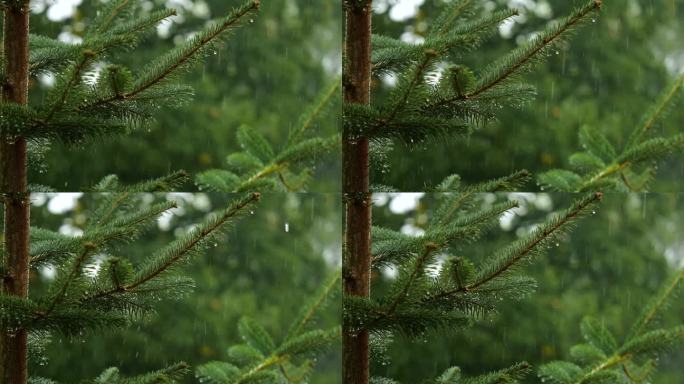 青松枝上的水滴。密林中的阵雨，降雨特写。针叶林的雨天。松叶上的慢动作雨滴。大雨落冷杉树枝。