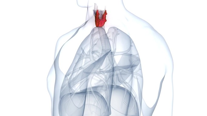 人体腺体甲状腺解剖动画概念