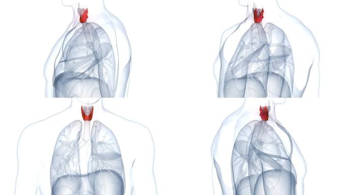 人体腺体甲状腺解剖动画概念
