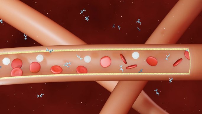 血管内乙醇的吸收血管堵塞红细胞白细胞血小
