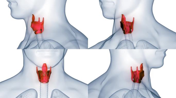 人体呼吸系统咽喉解剖动画概念