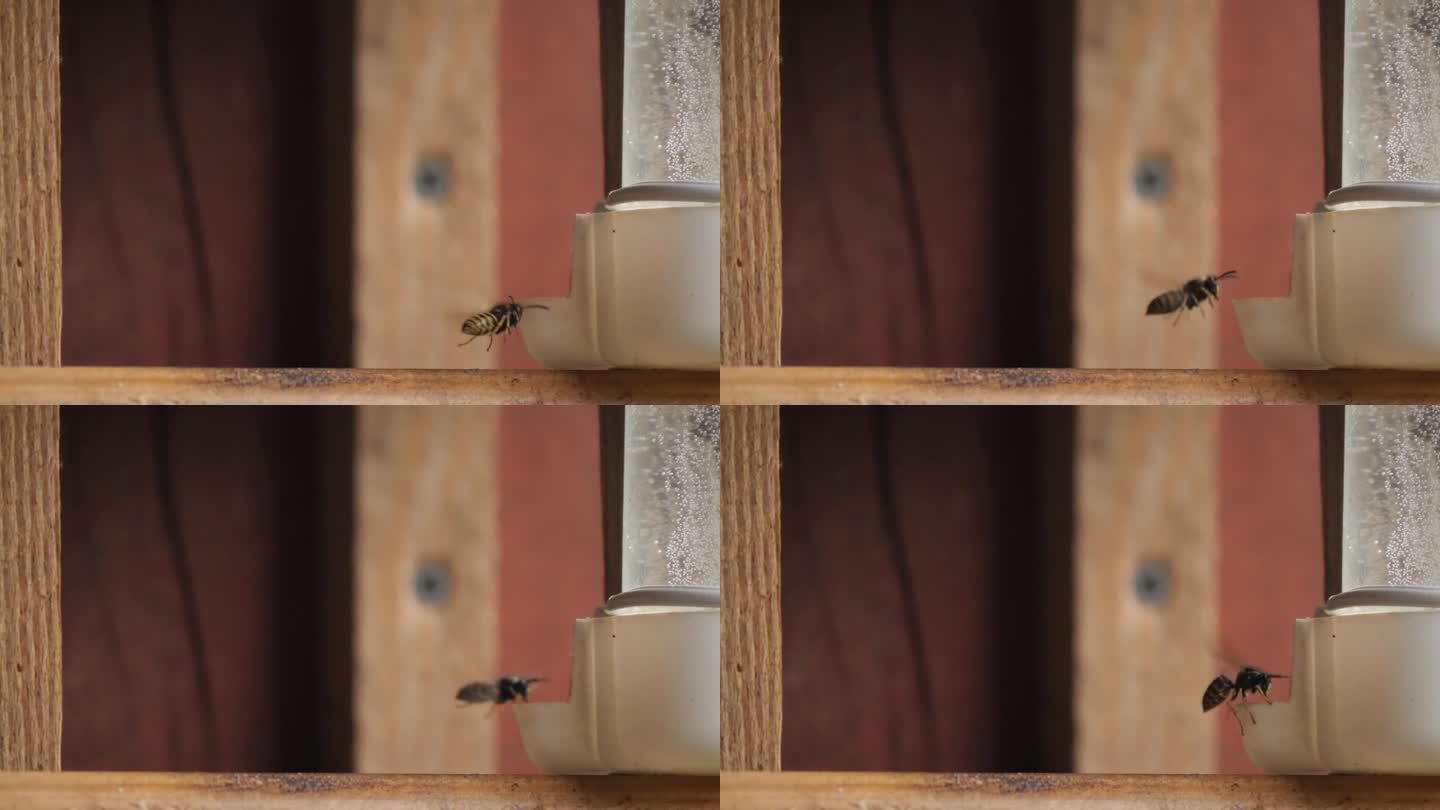 蜜蜂从喂鸟器里喝水。