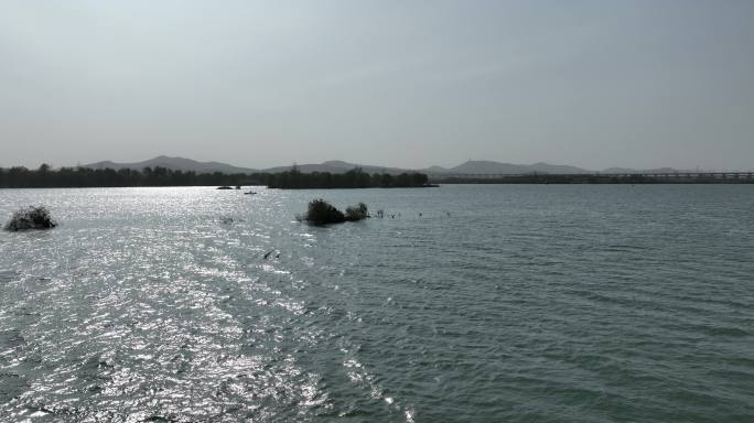 航拍襄阳汉江湿地公园野鸭候鸟群自然风光