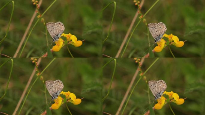 一只普通的蓝蝴蝶(蛱蝶)坐在一朵黄色的花上
