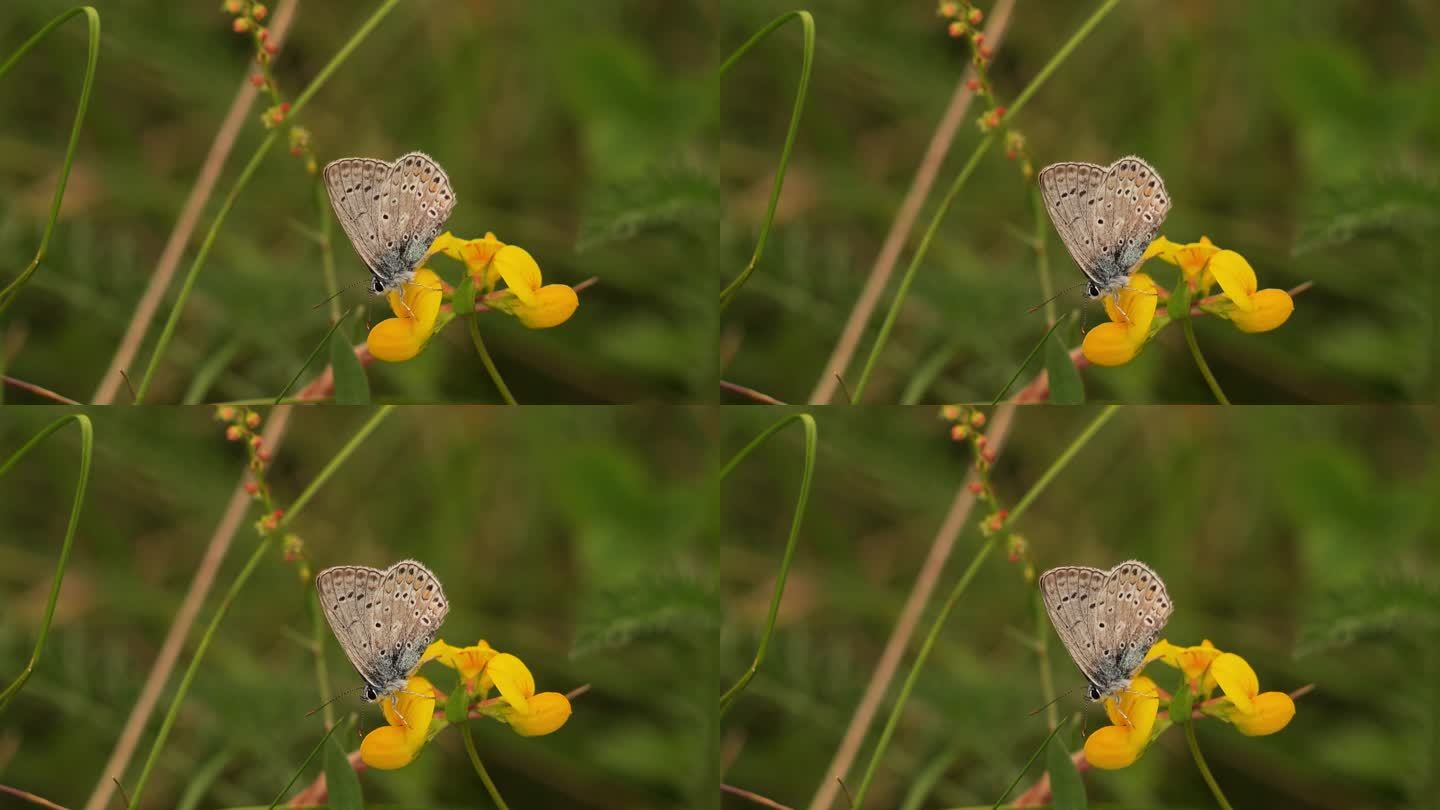 一只普通的蓝蝴蝶(蛱蝶)坐在一朵黄色的花上