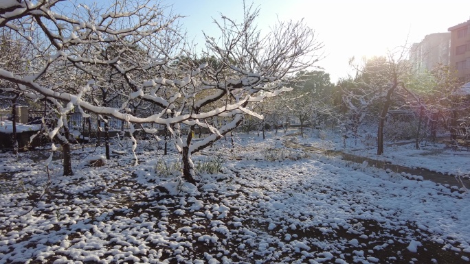 雪后的早晨雪淞