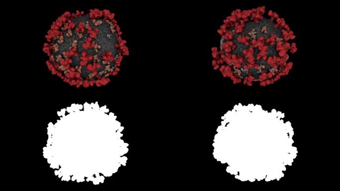 冠状病毒细胞的循环动画