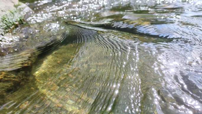 4K水库堤坝溪流青苔鹅卵石水藻绿色可持续