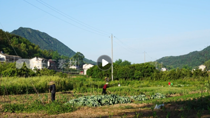 玉米苗 山区 劳作 劳动 乡愁