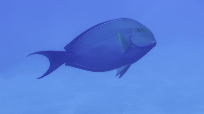 从潜艇舷窗拍摄的电影特写镜头，一条鱼在夏威夷海岸游泳时在海洋中排便。30fps的4K HDR