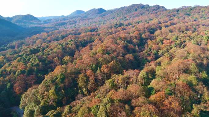 原始森林自然风光航拍摄影4K