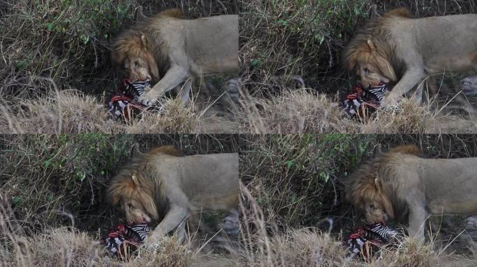 在马赛马拉国家保护区，雄狮正在吃斑马