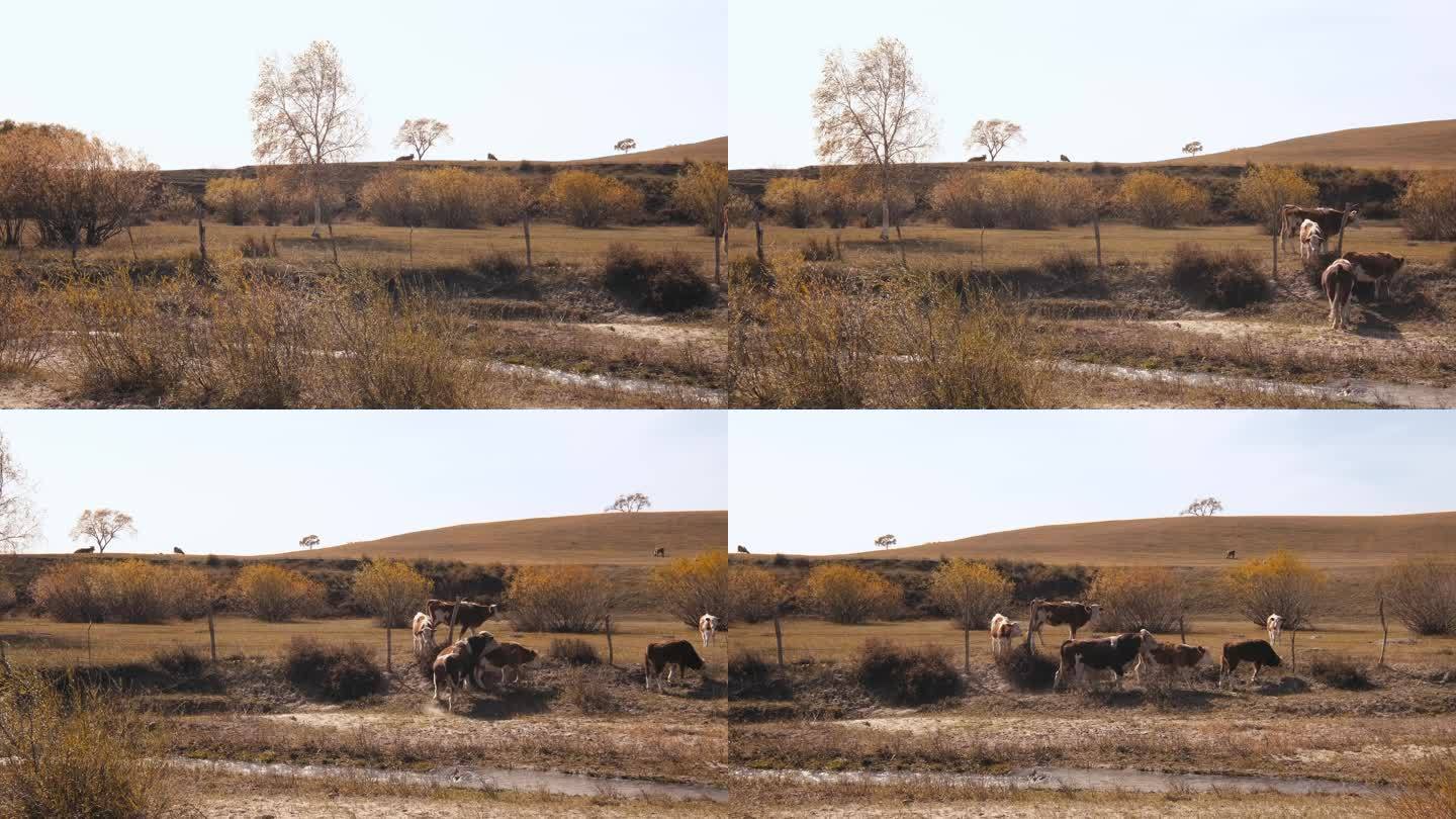 4K拍摄内蒙奶牛在草地上悠然的吃草
