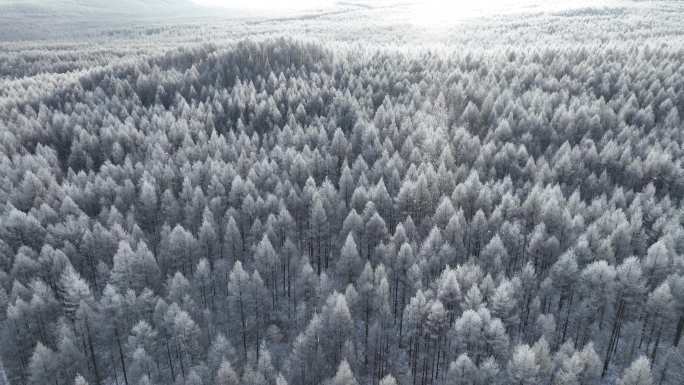 航拍大兴安岭太阳雪银色松林