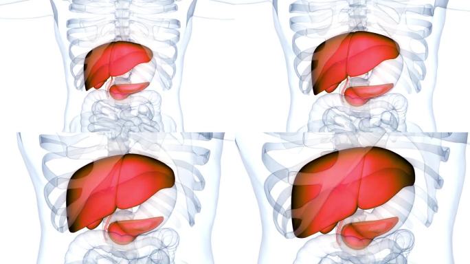 人体内部消化器官肝脏解剖动画概念
