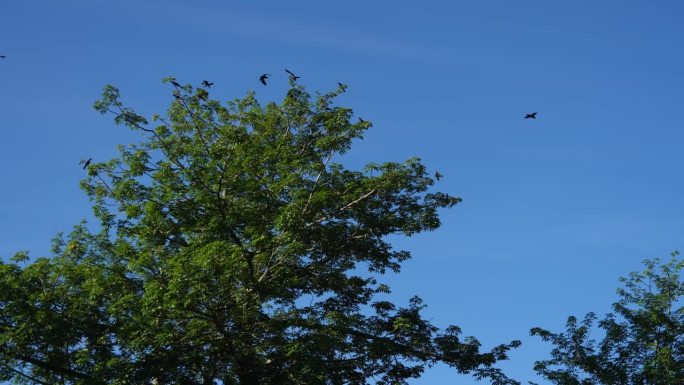 蓝天下安静的慢动作乌鸦靠近树