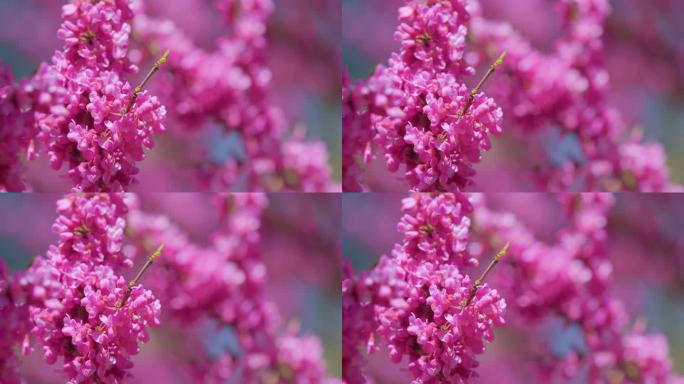 鸢尾花。庄严的树与它的紫粉红色的春天开花。关闭了。