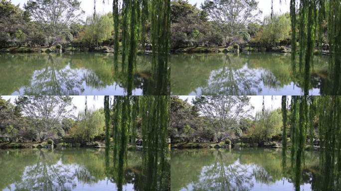 中国杭州西湖湖边柳条摇曳慢镜头