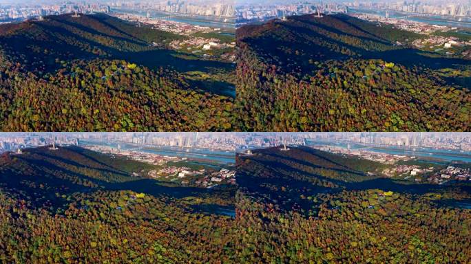 4k长沙岳麓山秋天万山红遍航拍