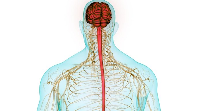 人体神经系统中枢器官脑解剖动画概念