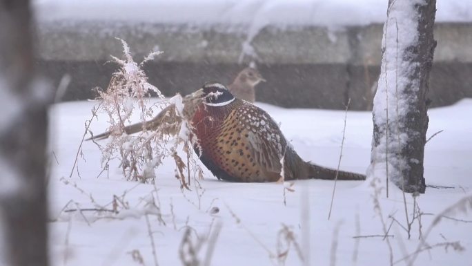 雪天雪地野鸡