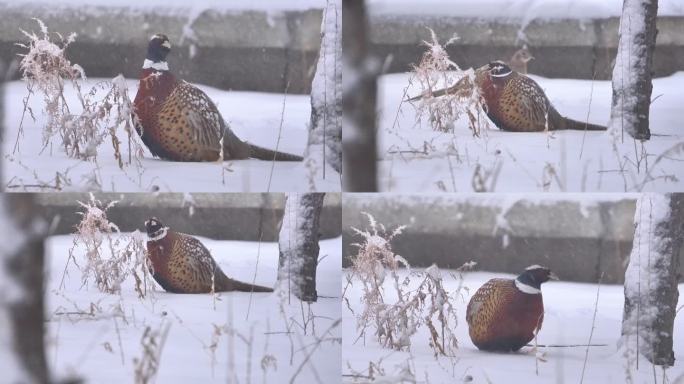 雪天雪地野鸡