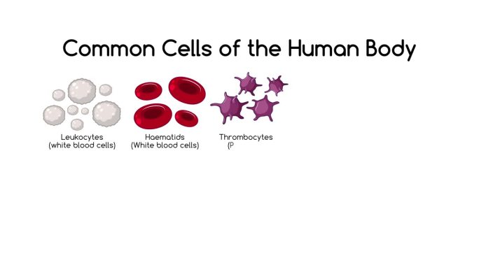 人体常见细胞的医学教育