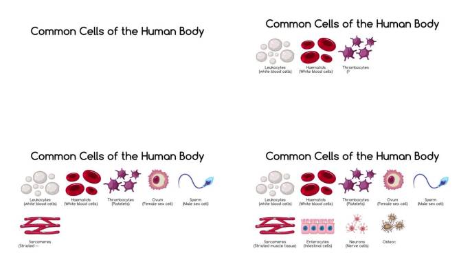 人体常见细胞的医学教育