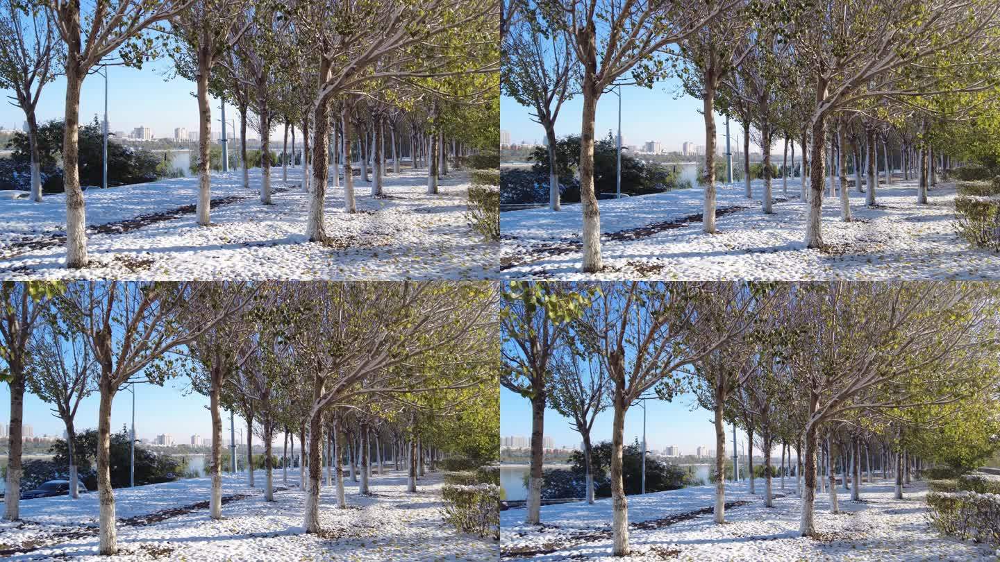 初冬雪后树叶落下
