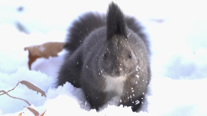 雪地松鼠觅食