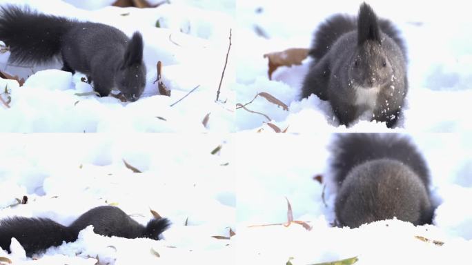 雪地松鼠觅食