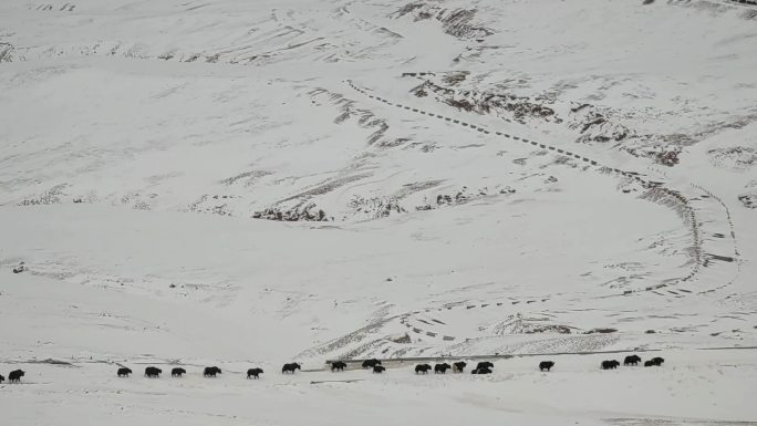 西藏当雄那根拉山垭口雪中迁徙的牦牛