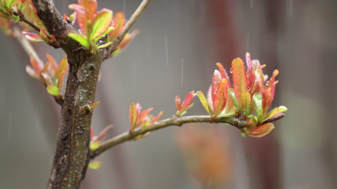 树枝 绿芽 细雨 2