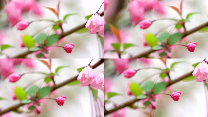 垂丝海棠 绿叶 细雨 13