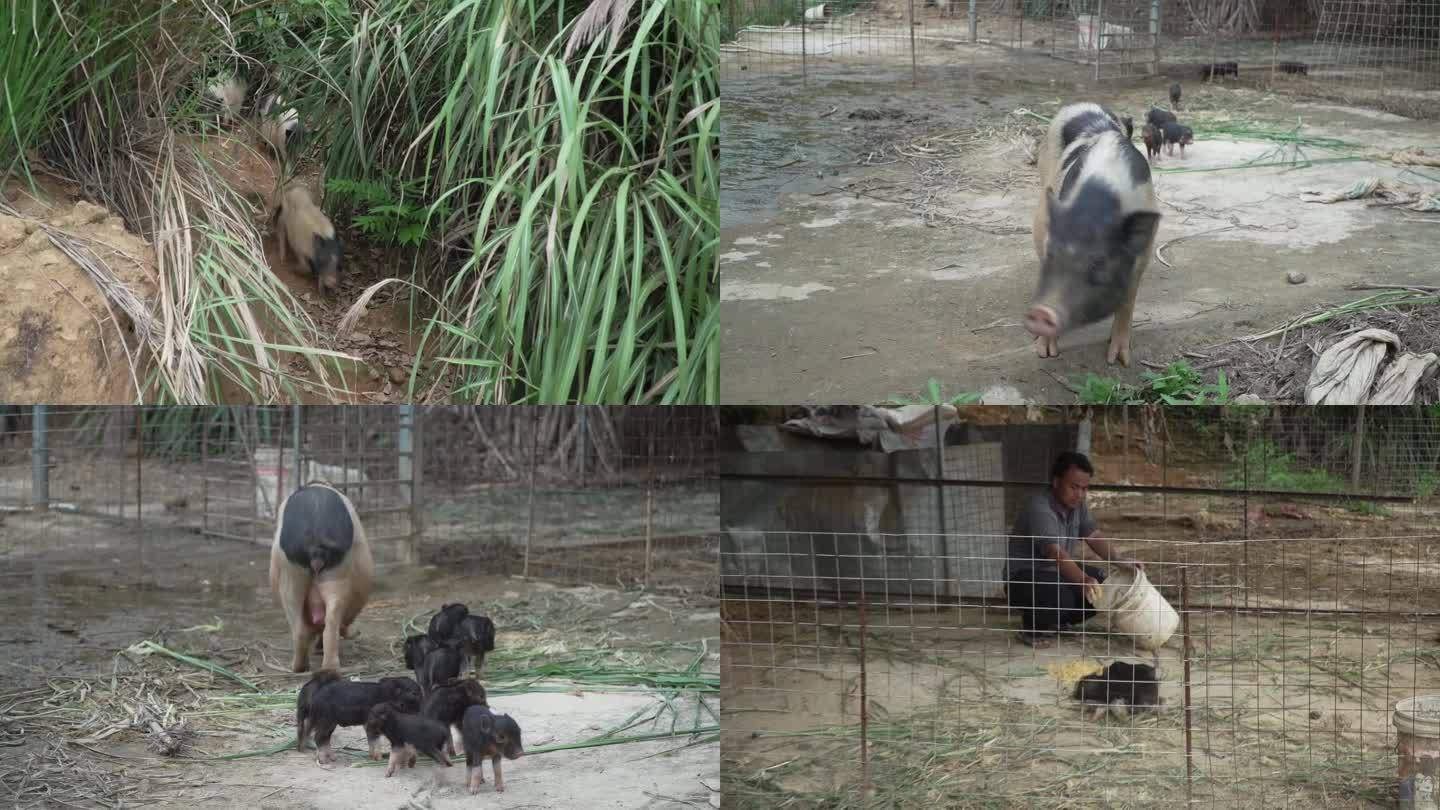 农民 养殖 养猪 喂猪 农村 乡村振兴