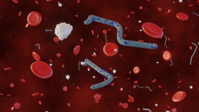 埃博拉病毒感染了血红细胞和白细胞