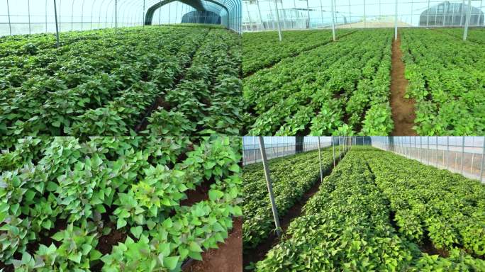 红薯秧 红薯育苗 温室大棚 栽培种植
