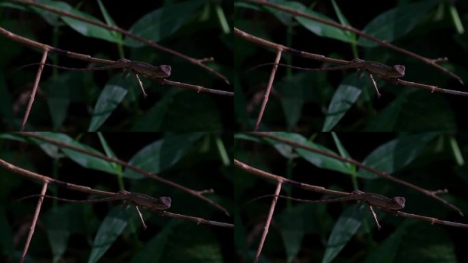 泰国，东方花园蜥蜴，躺在水平的树枝上，四处张望，呼吸，等待猎物
