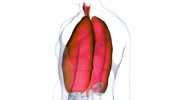 人体呼吸系统肺与膈解剖动画概念